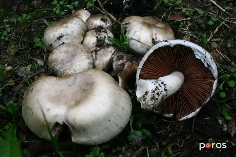 Çayır mantarı (Agaricus campestris)