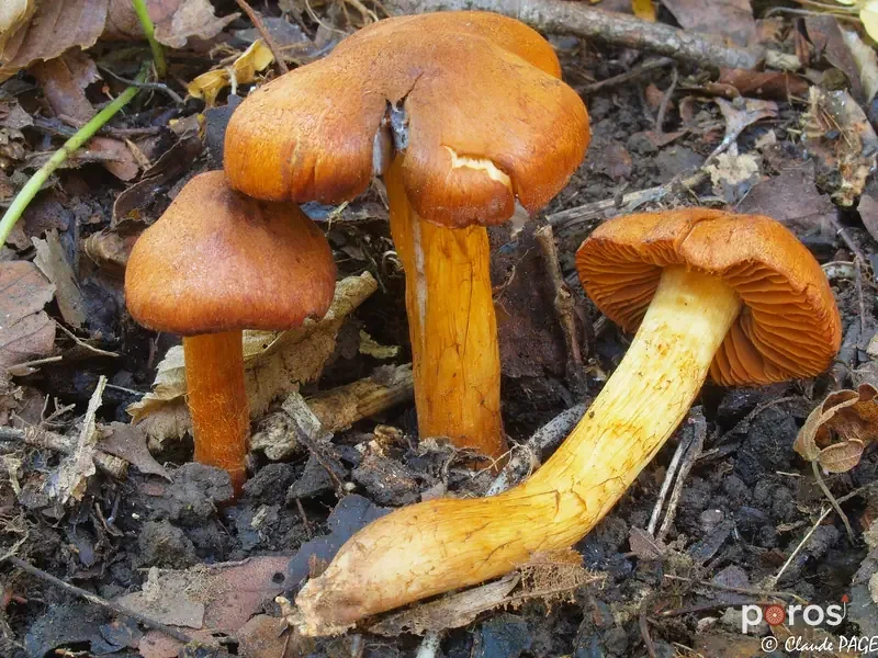 Ölümcül perdeli mantar (Cortinarius orellanus)