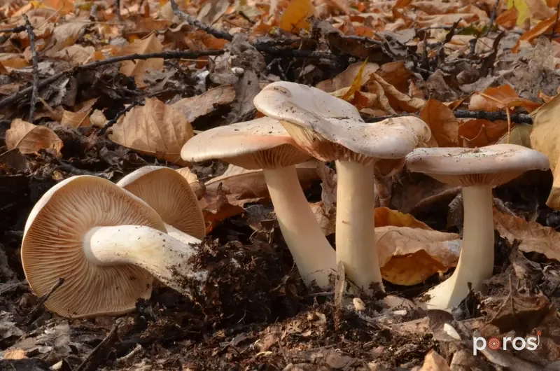 Kurşuni pembe lamelli (Entoloma sinuatum)
