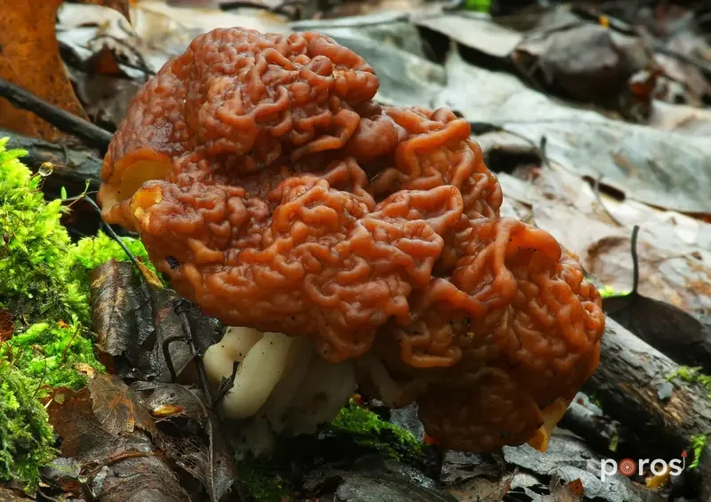 Sahte kuzugöbeği (Gyromitra esculenta)