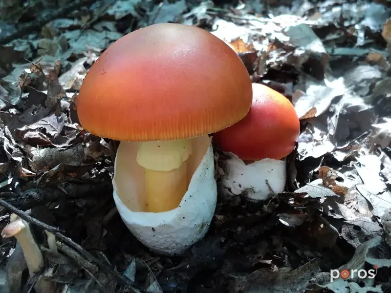 İmparator mantarı (Amanita caesarea)