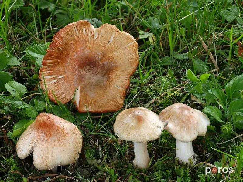 Ölümcül lifli şapka (Inosperma erubescens)
