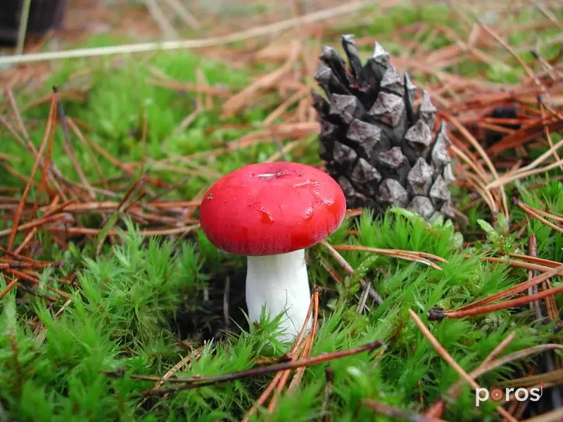 Kırmızı russula