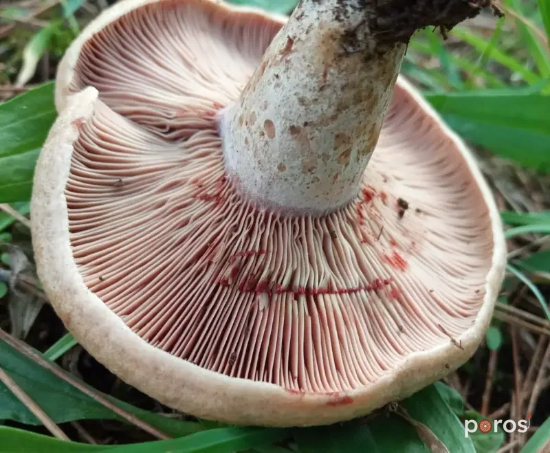 Kızıl sütlü çıntar (Lactarius sanguifluus)