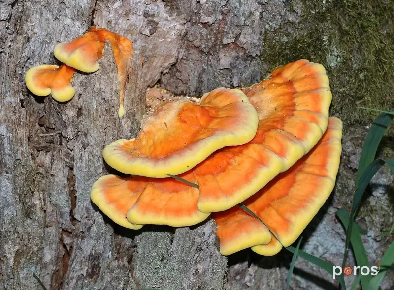 Kükürt mantarı (Laetiporus sulphureus)
