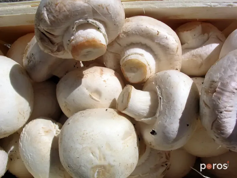 Fresh mushrooms