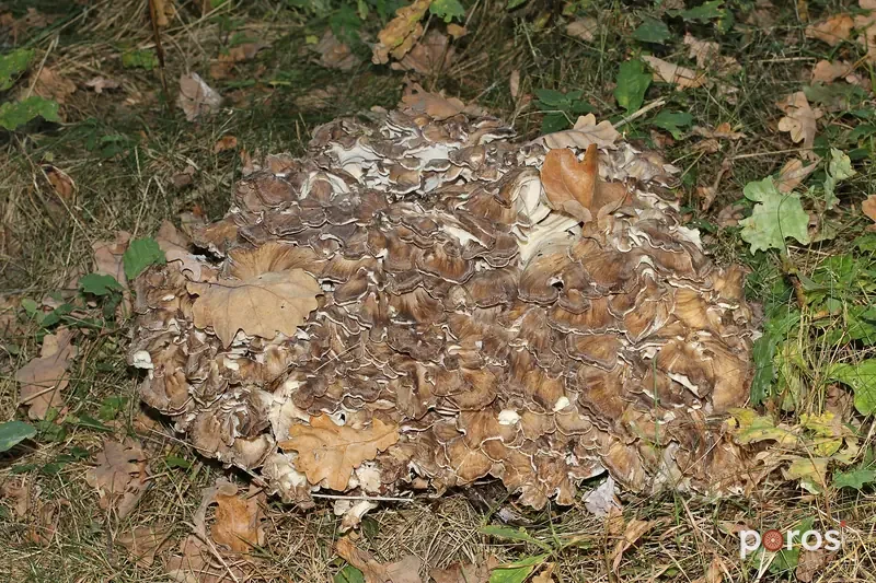 Maitake