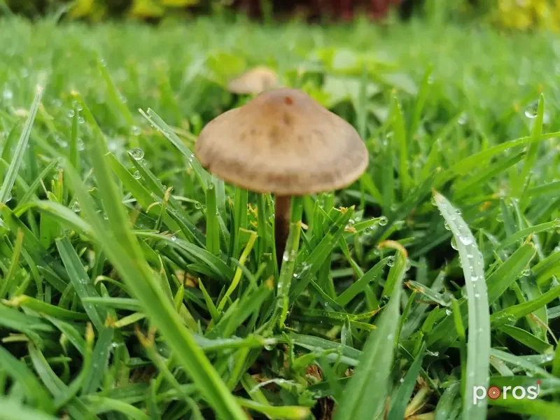 Panaeolus cinctulus (Panaeolus cinctulus)