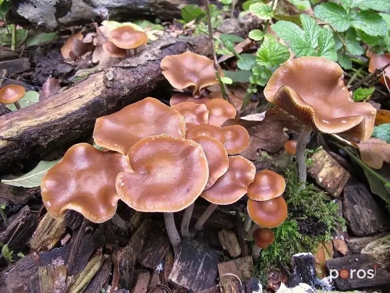Psilocybe cyanescens (Psilocybe cyanescens)