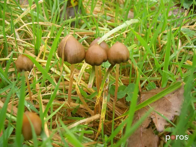 Psilocybe semilanceata (Psilocybe semilanceata)
