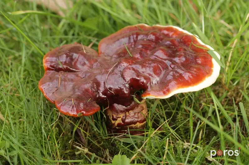 Reishi