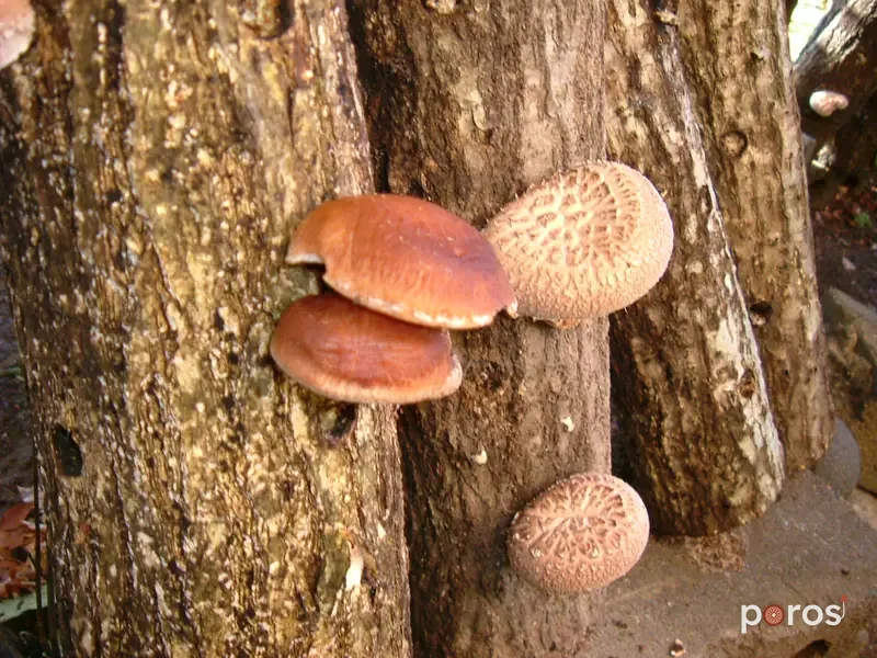Shiitake
