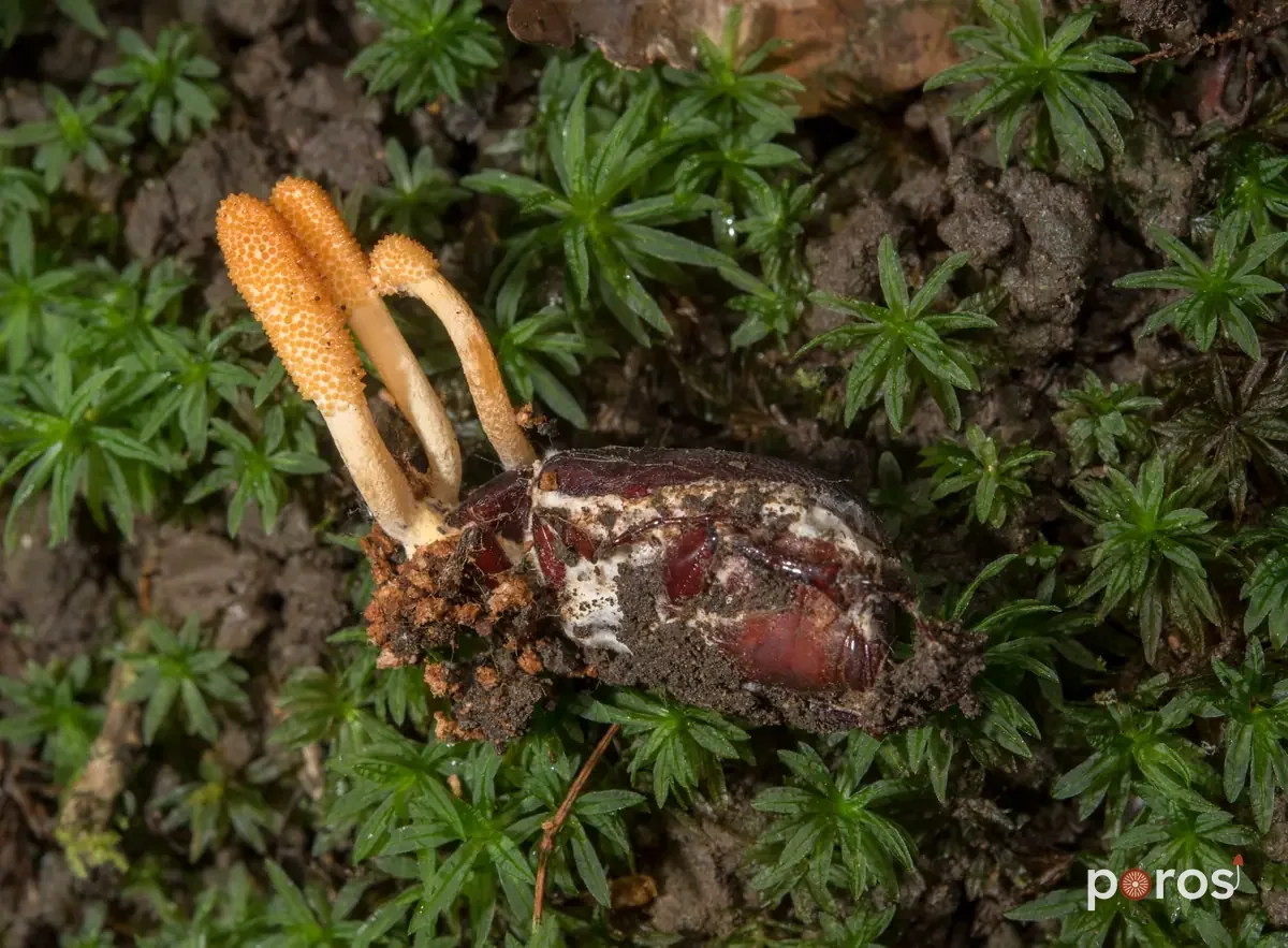 Cordyceps
