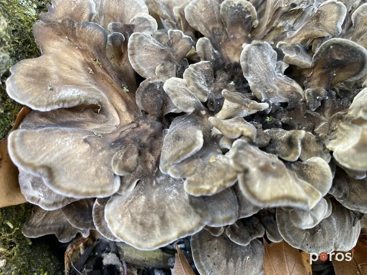 Maitake