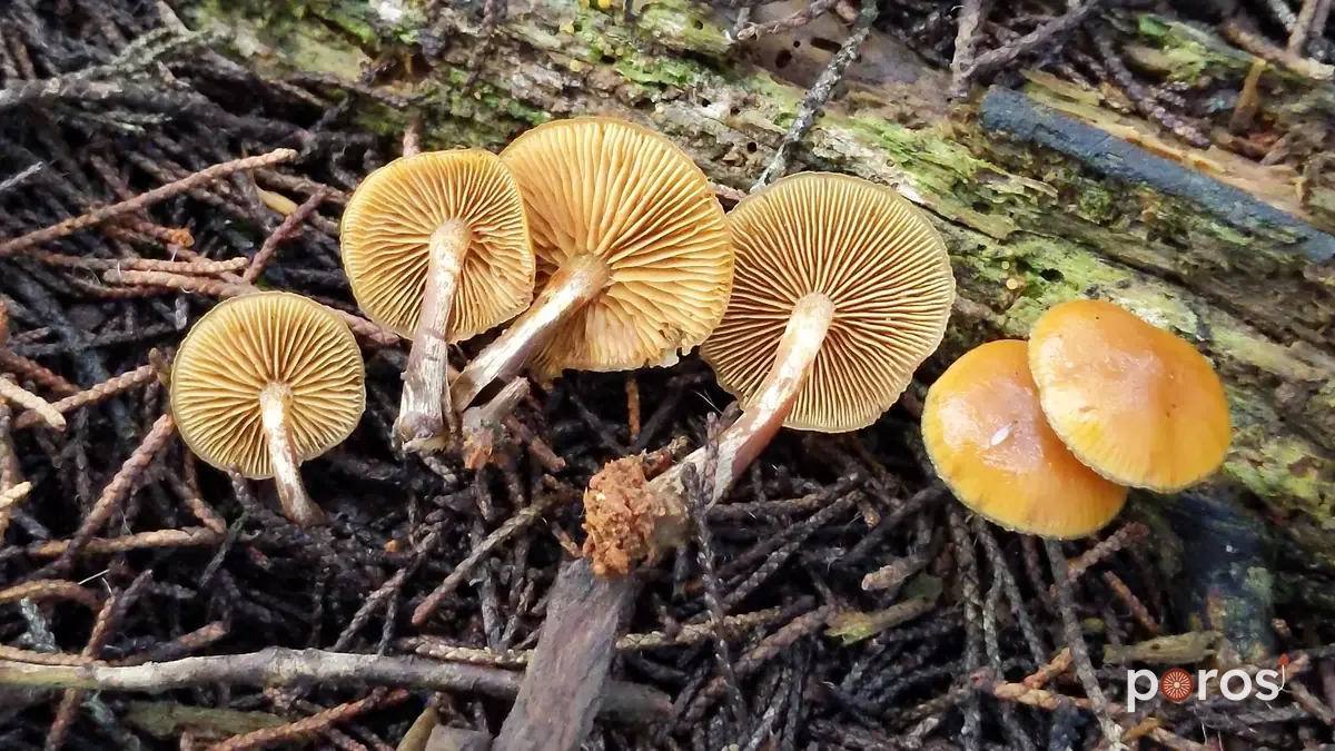 Ölümcül galerina