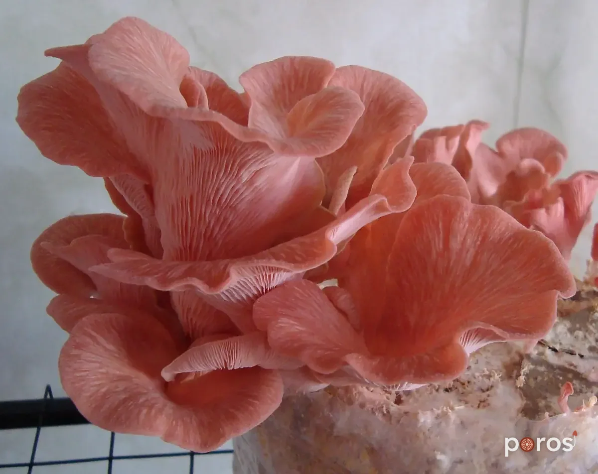 Kültürde — Pembe istiridye mantarı