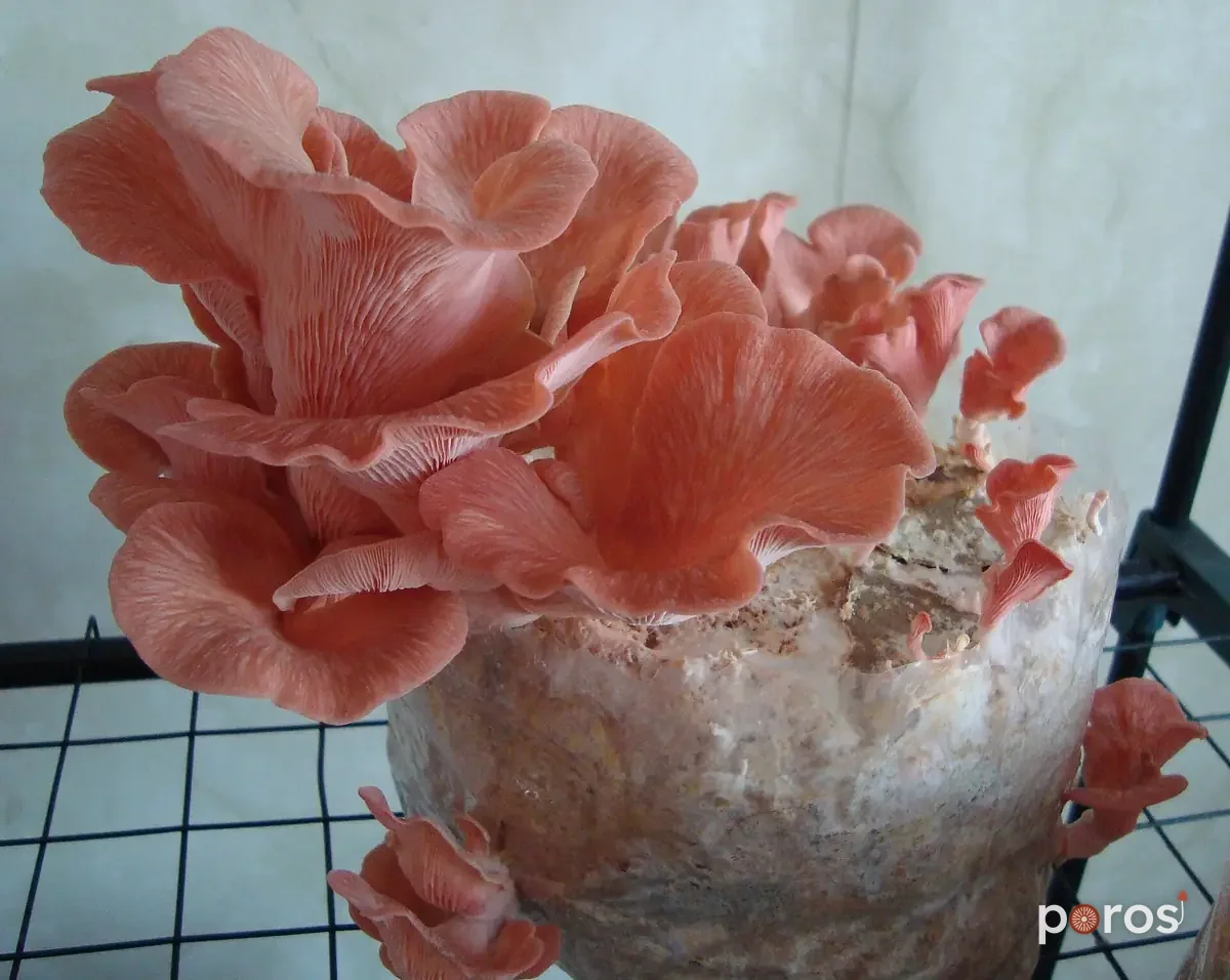 Kültürde — Pembe istiridye mantarı