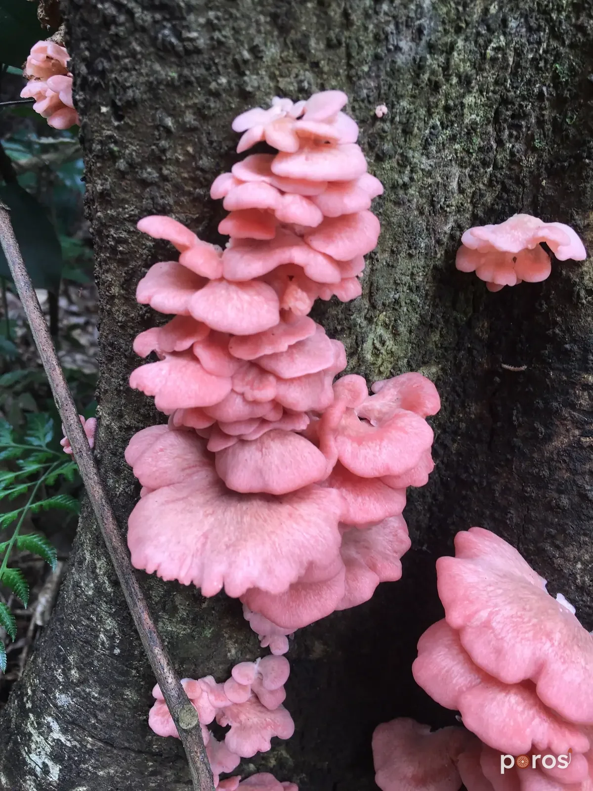 Pembe istiridye mantarı