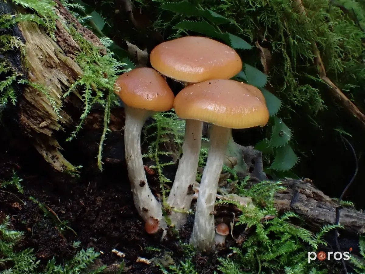 Psilocybe cyanescens