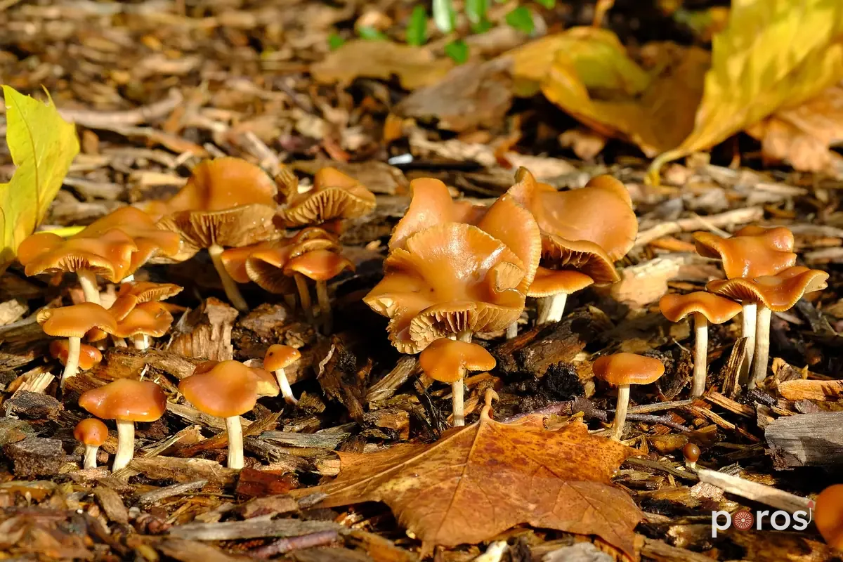 Doğal ortamında — Psilocybe cyanescens