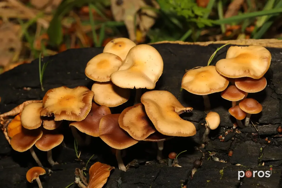 Doğal ortamında — Psilocybe cyanescens