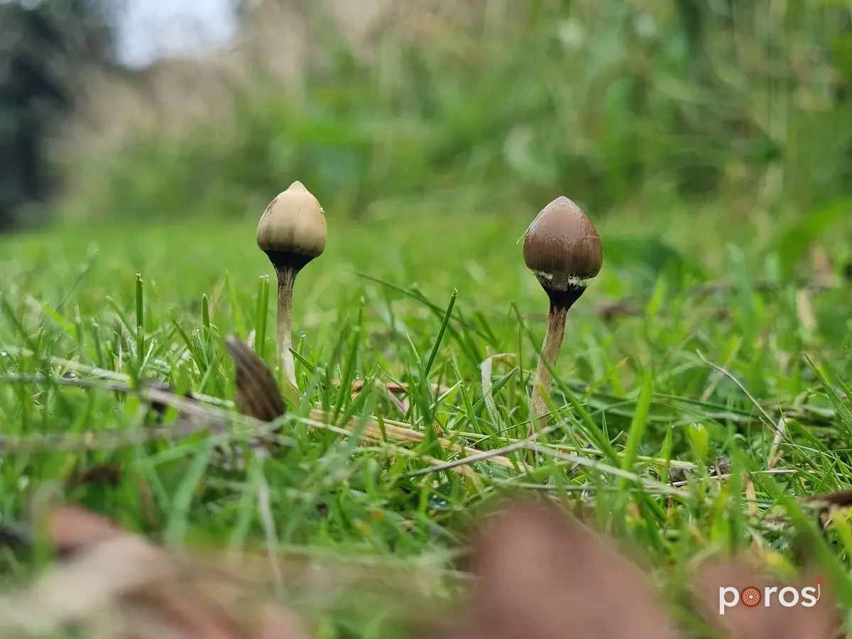 Psilocybe semilanceata