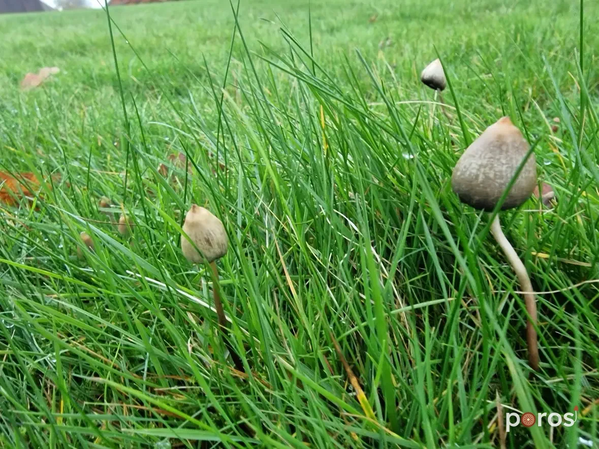 Doğal ortamında — Psilocybe semilanceata