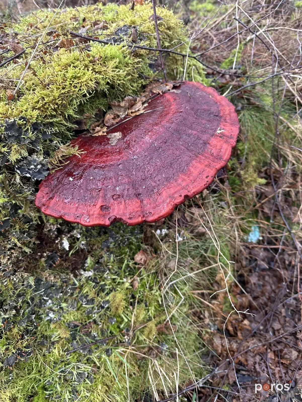 Reishi