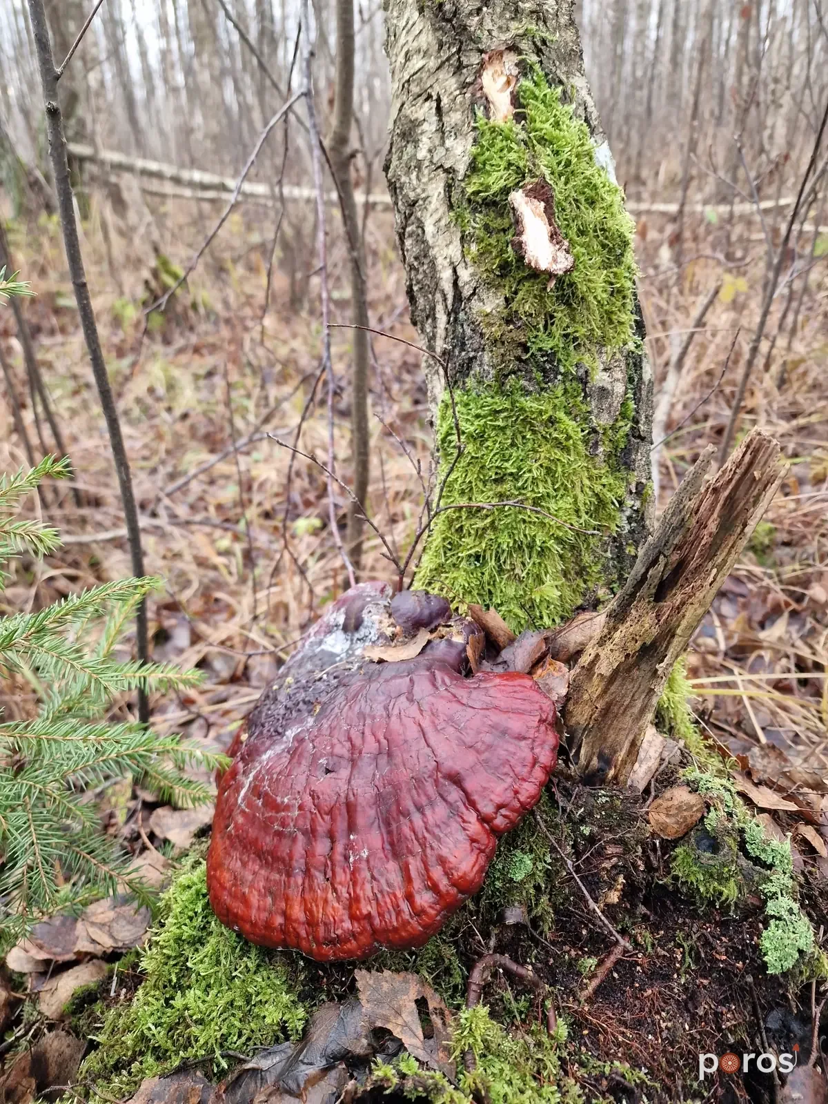 Doğal ortamında — Reishi
