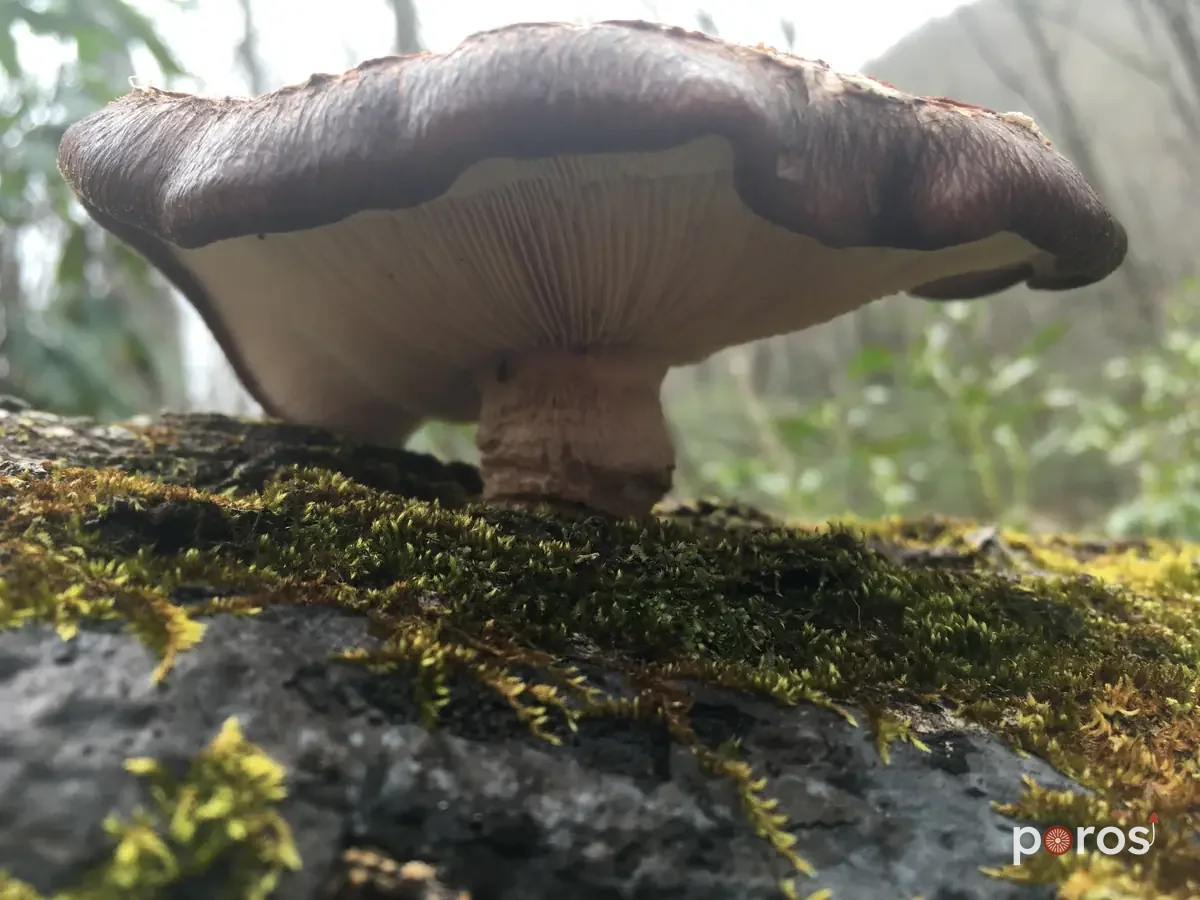 Shiitake