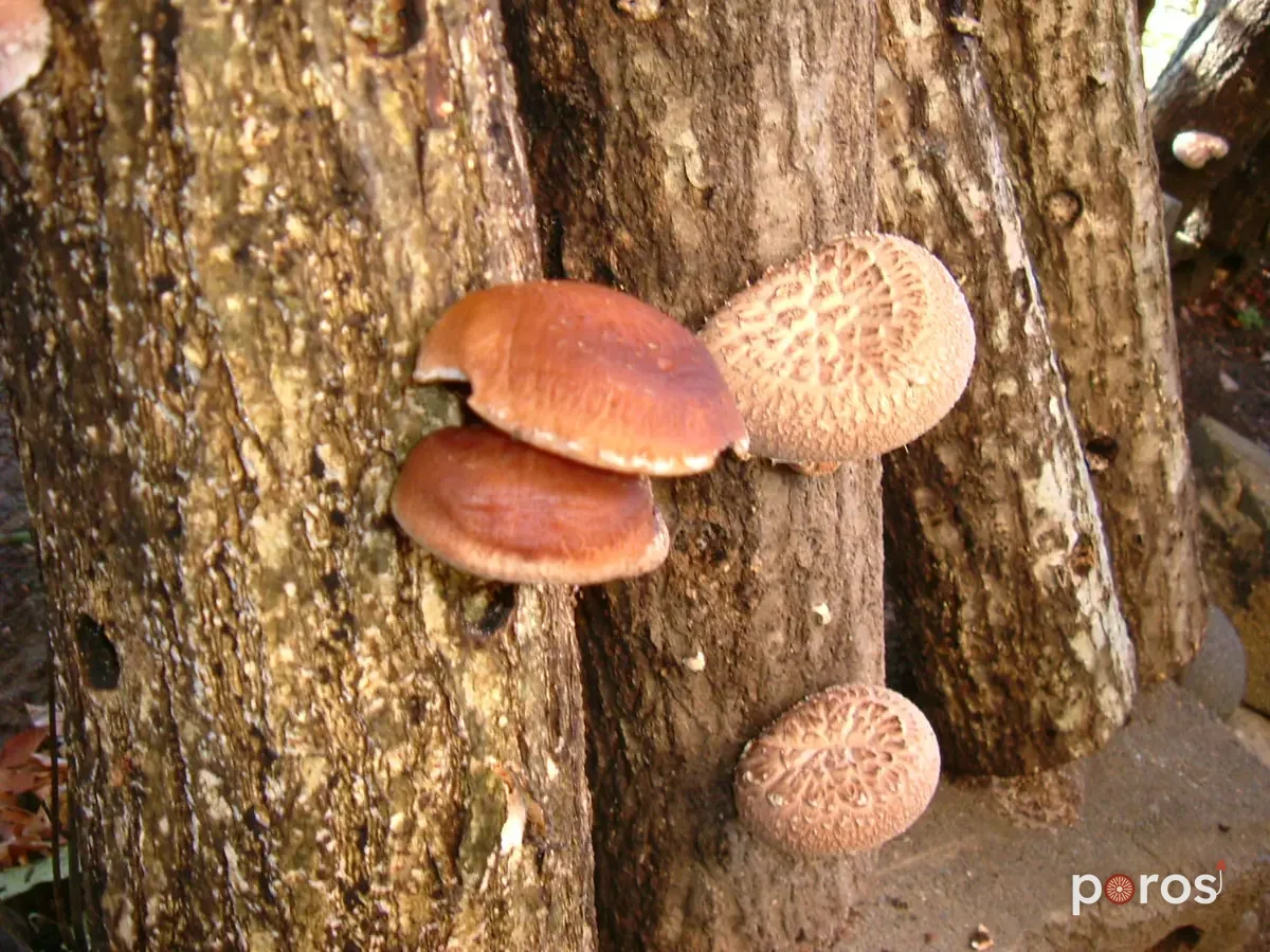 Kültürde — Shiitake